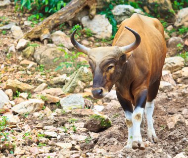 bant, red bull yağmur ormanlarında