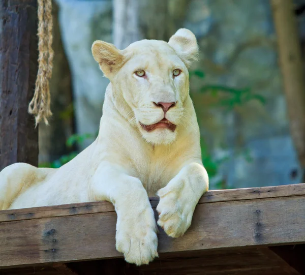 Fehér oroszlán — Stock Fotó