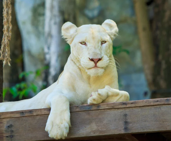 Bílý Lev — Stock fotografie