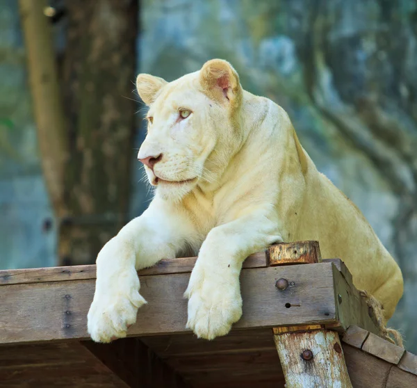 Leone bianco — Foto Stock
