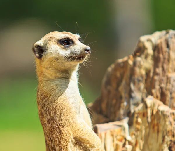 Erdmännchen — Stockfoto