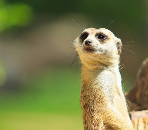 Meerkat. — Fotografia de Stock