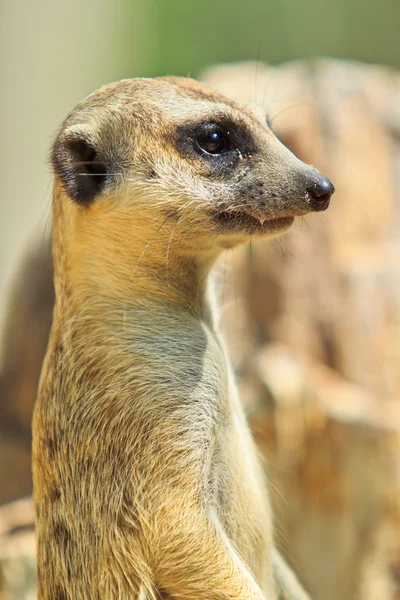 Meerkat — Stock Photo, Image