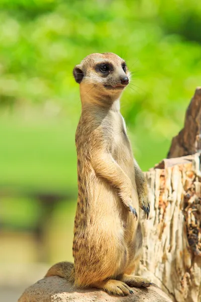 Meerkat — Photo