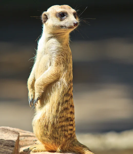 Meerkat. —  Fotos de Stock