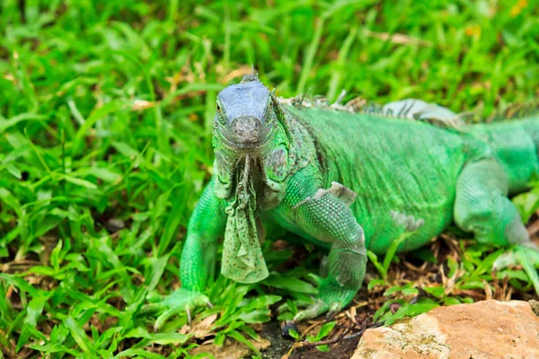 绿鬣蜥 — 图库照片