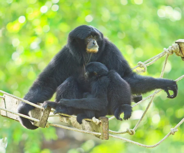 Gibbon na větev stromu — Stock fotografie