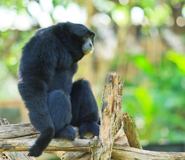 Gibbon on the tree branch — Stock Photo, Image