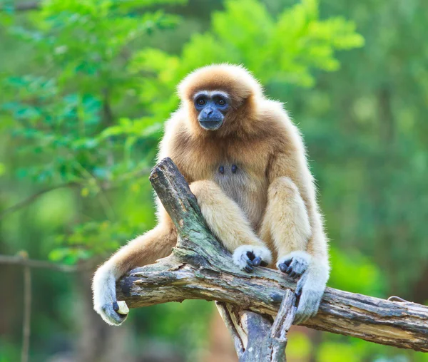 Gibbon sul ramo dell'albero — Foto Stock