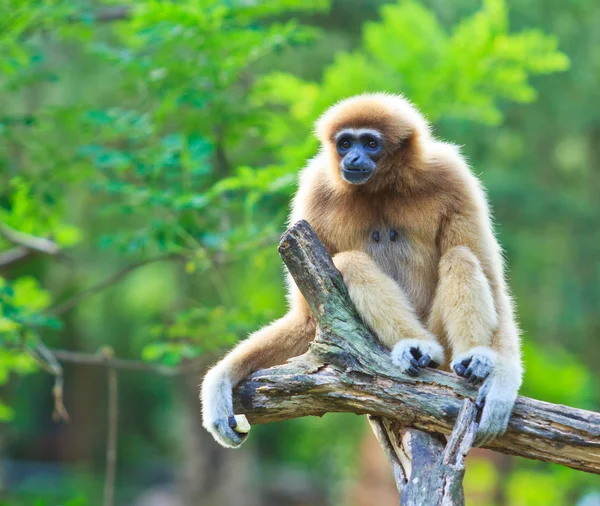 Gibbon auf dem Ast — Stockfoto