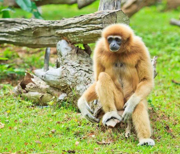 Gibbon — Stok fotoğraf