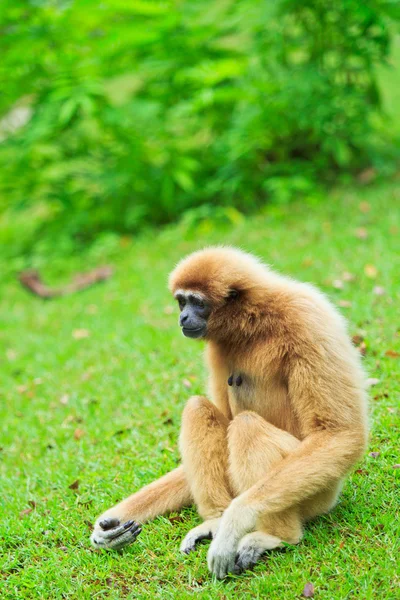 Gibbon — Stock Photo, Image