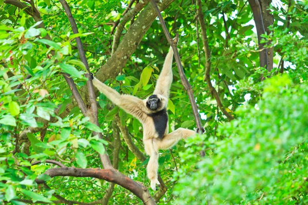 长臂猿在树枝上 — 图库照片
