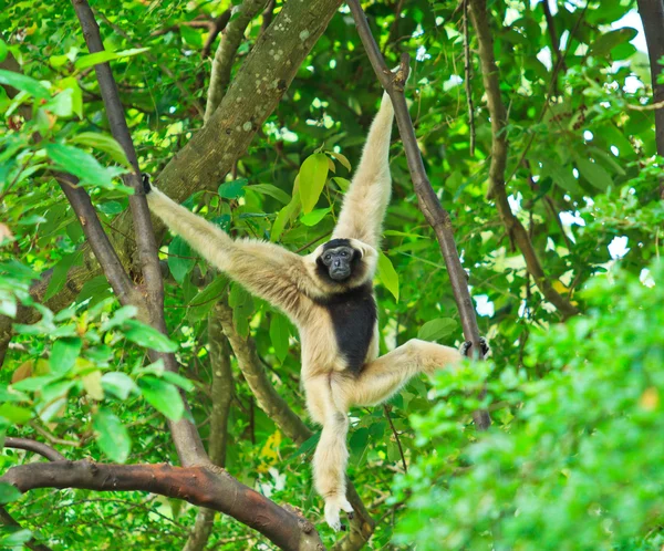 Gibbon na větev stromu — Stock fotografie