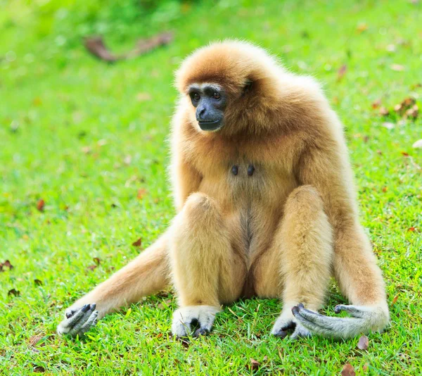 Gibbon — Stock Photo, Image