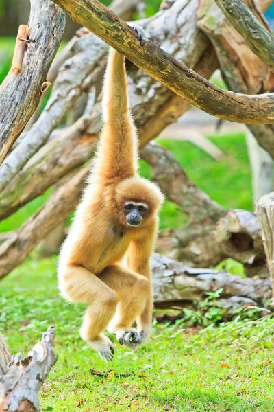 Gibbon na větev stromu — Stock fotografie