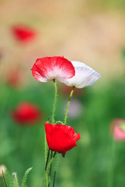 Field of poppies — Stock Photo, Image