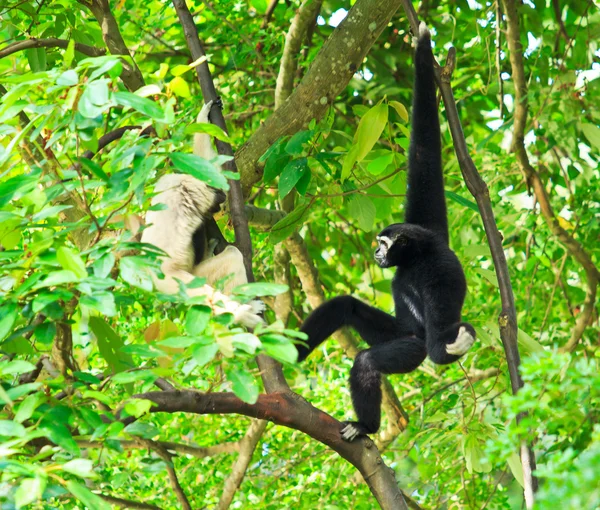 Gibbon na větev stromu — Stock fotografie