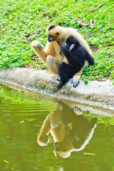 Gibbons cerca del agua —  Fotos de Stock