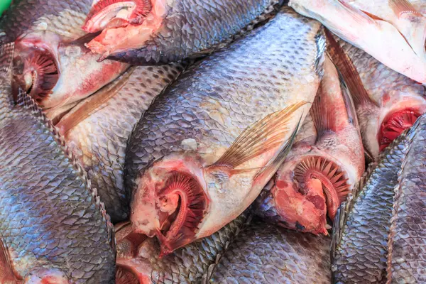 Ryba Tilapia — Zdjęcie stockowe