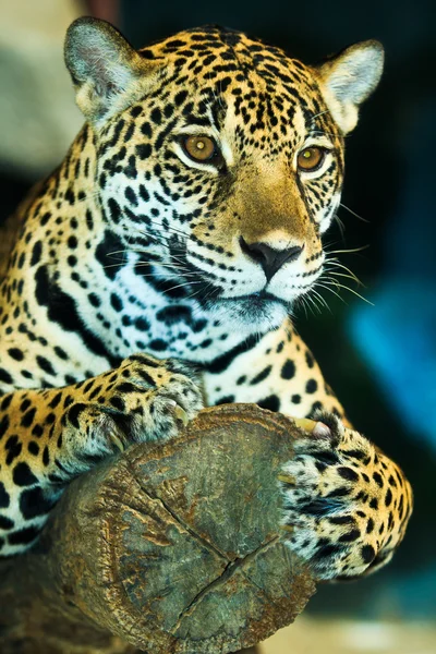 Jaguar in Central America — Stock Photo, Image