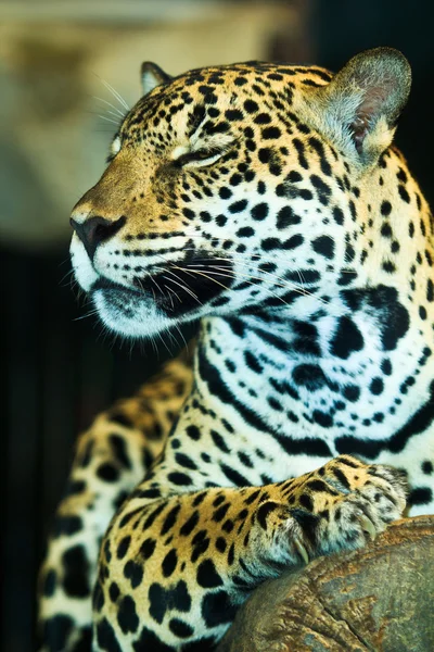 Jaguar ในอเมริกากลาง — ภาพถ่ายสต็อก