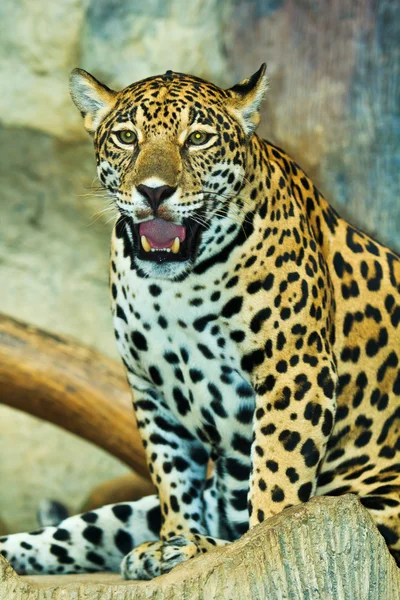 Jaguar in Central America — Stock Photo, Image