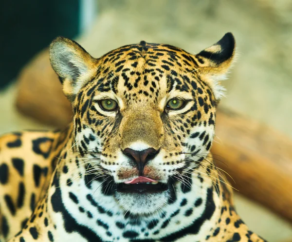 Jaguar in Central America — Stock Photo, Image