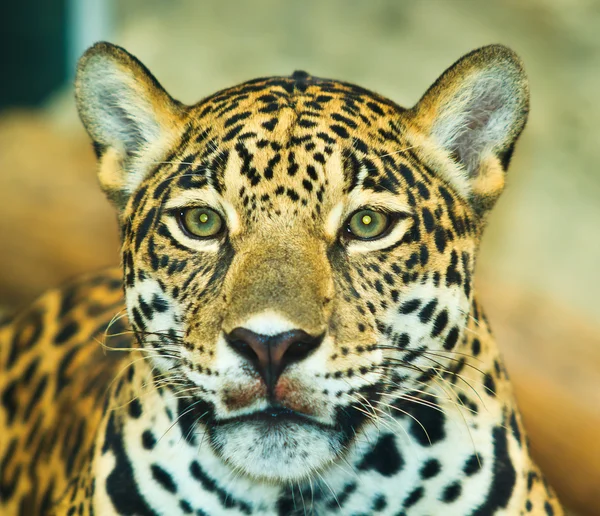 Ягуар в Центральной Америке — стоковое фото
