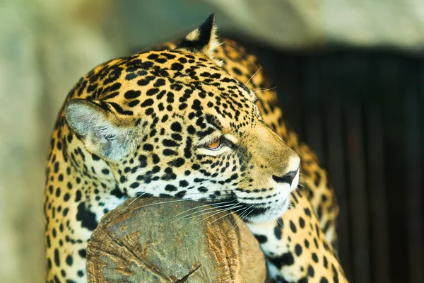 Jaguar in Central America — Stock Photo, Image