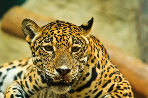 Jaguar na América Central — Fotografia de Stock