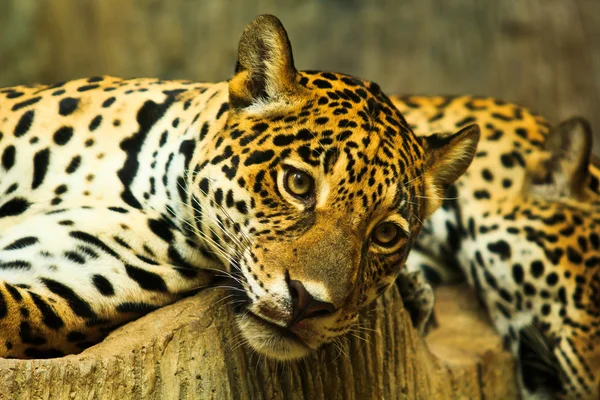 Jaguar in Central America — Stock Photo, Image