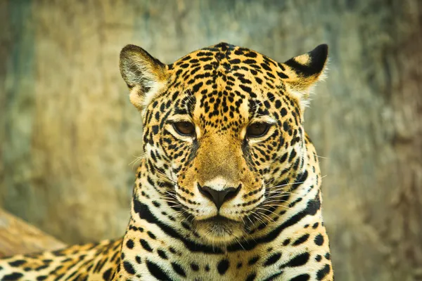 Jaguar en Amérique centrale — Photo