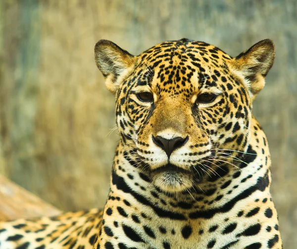 Jaguar ในอเมริกากลาง — ภาพถ่ายสต็อก