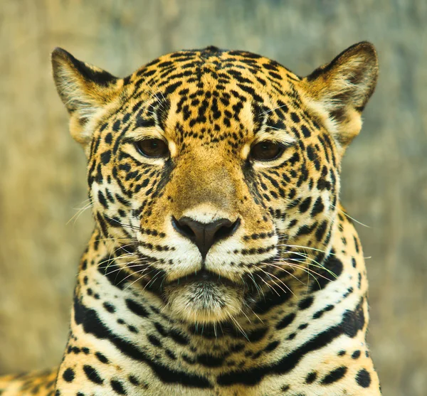 捷豹在中美洲 — 图库照片