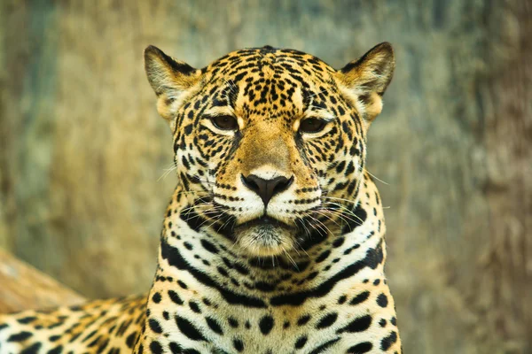 Jaguar in Central America — Stock Photo, Image