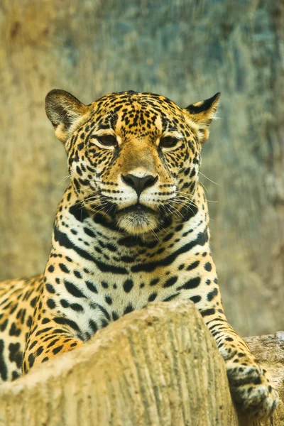 Jaguar in Central America — Stock Photo, Image