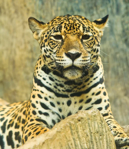 Jaguar in Midden-Amerika — Stockfoto