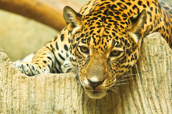 Jaguar in Central America — Stock Photo, Image