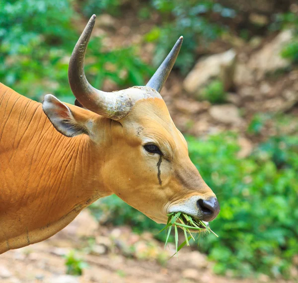 Banteng, toro rojo en la selva tropical —  Fotos de Stock