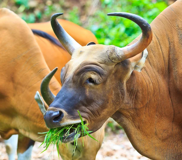 Banteng, toro rojo en la selva tropical —  Fotos de Stock