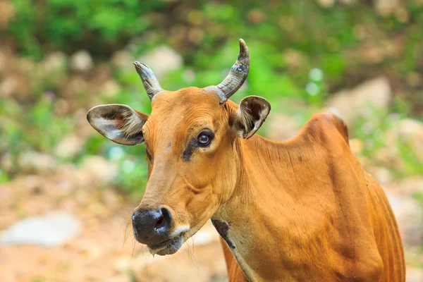 Banteng, toro rosso nella foresta pluviale — Foto Stock