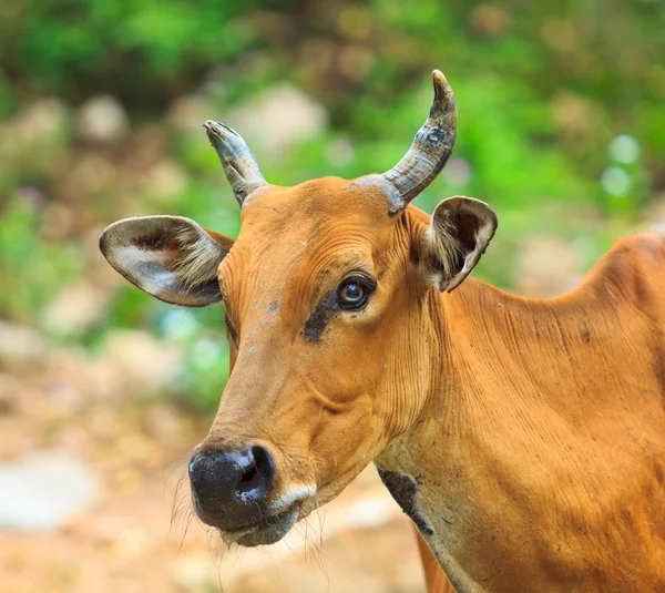 Banteng, toro rojo en la selva tropical —  Fotos de Stock