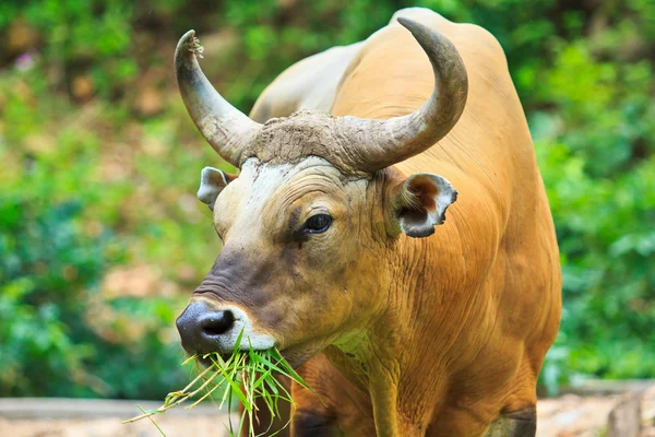 Banteng, toro rojo en la selva tropical —  Fotos de Stock