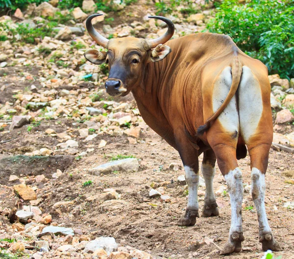 Бантенг, красный бык в бешенстве — стоковое фото