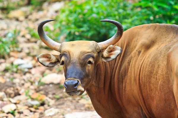 Banteng, rode stier in regenwoud — Stockfoto