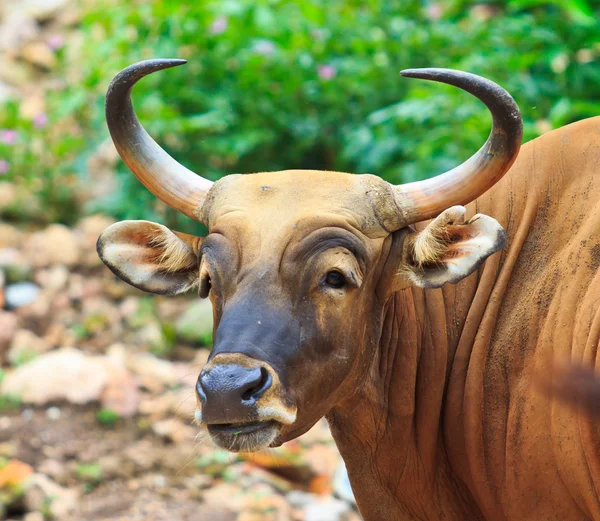 Banteng, rode stier in regenwoud — Stockfoto