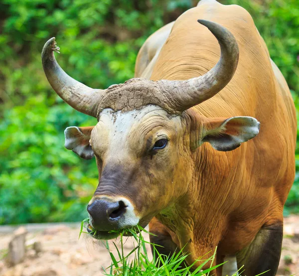 Banteng, red bull in rainforest — Stock Photo, Image