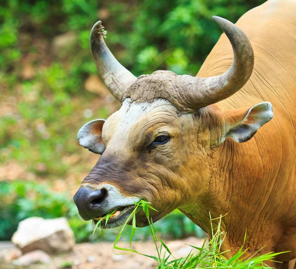 Banteng, red bull in rainforest — Stock Photo, Image