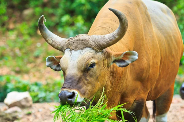 Banteng, red bull in rainforest — Stock Photo, Image